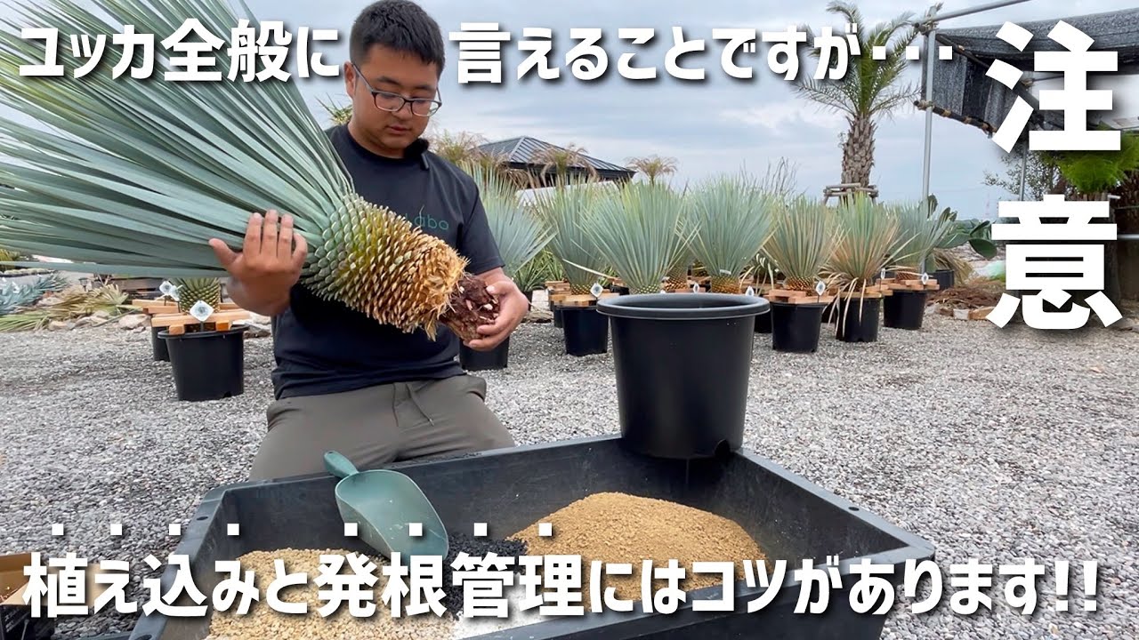 【ユッカ】植え込みと発根管理は用土と◯◯サイズが大切です!!