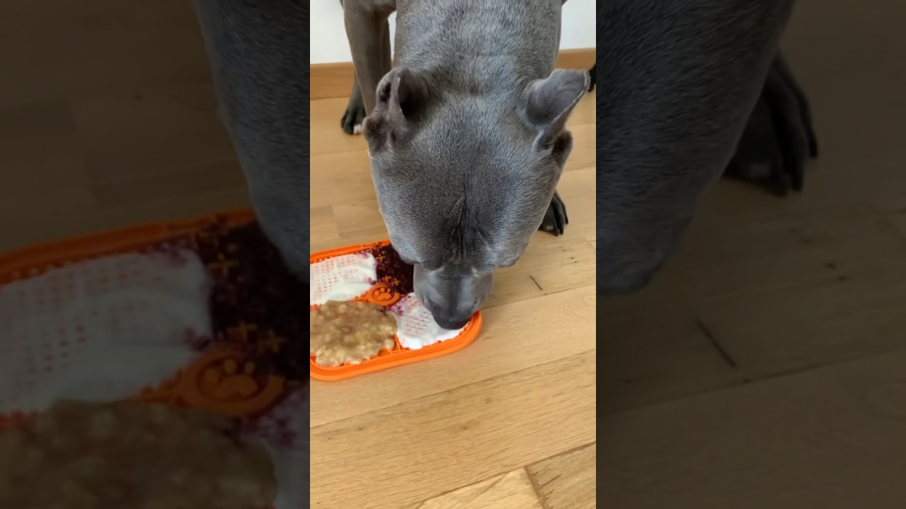 Dog&rsquo;s licking mat idea 🫐🍓Buy Alpha Treats (Link in Bio) 🐺❤️ #pitbull #dog #funnydogs #dogs