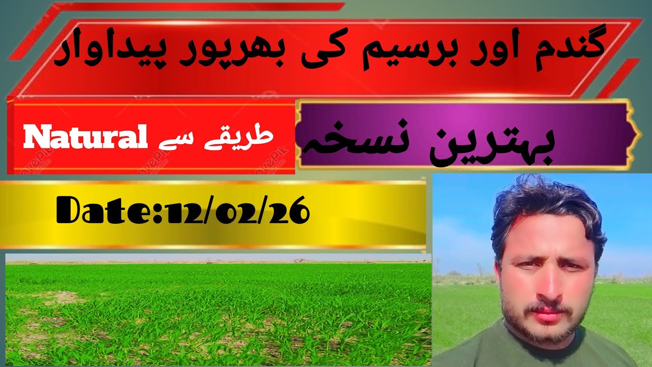 گندم اور برسیم کی بھرپور پیداوار لیں کے لئے یہ ویڈیو ضرور دیکھیں یہ نسخہ اسان اور بہترین نسخہ ہے
