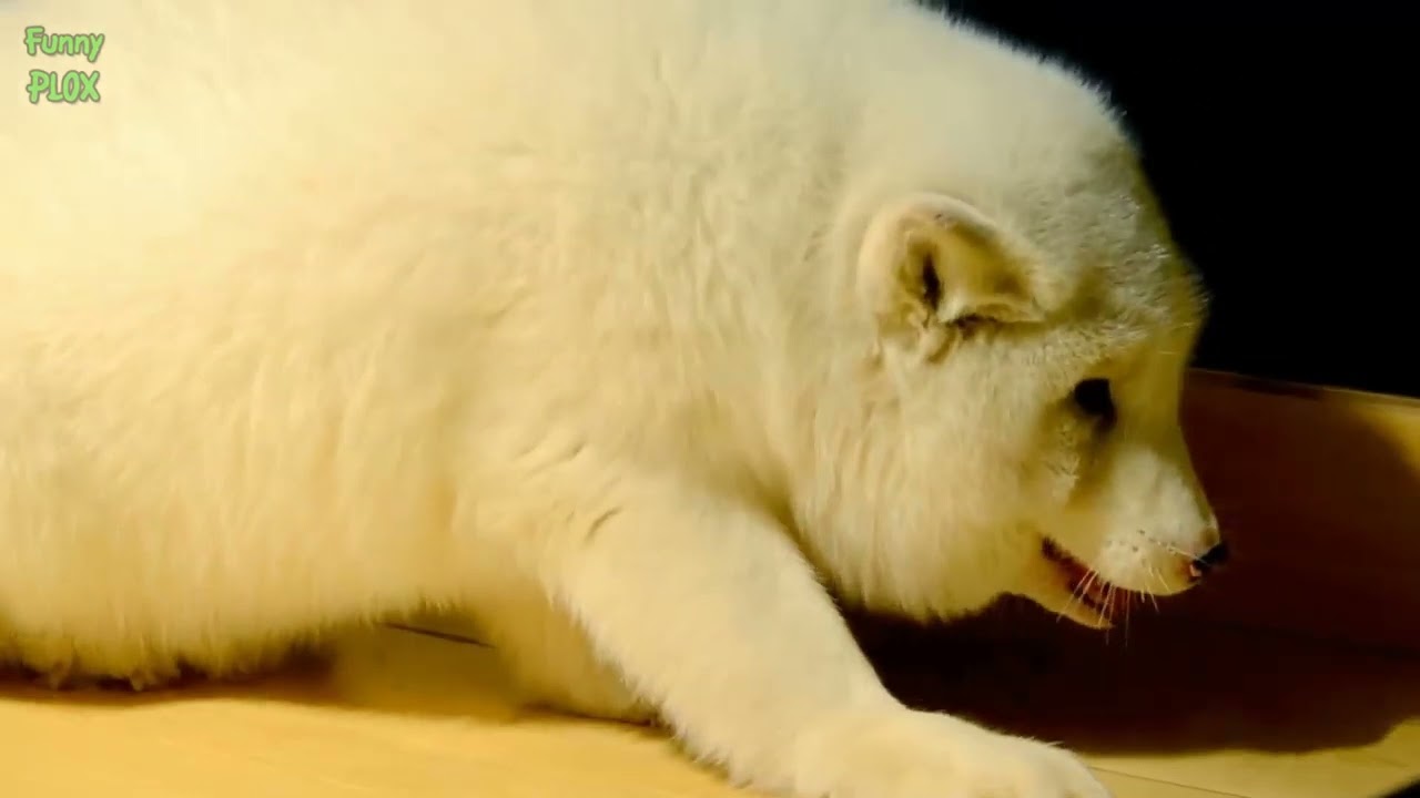 Most Adorable Cute and Fluffy Animals Compilation