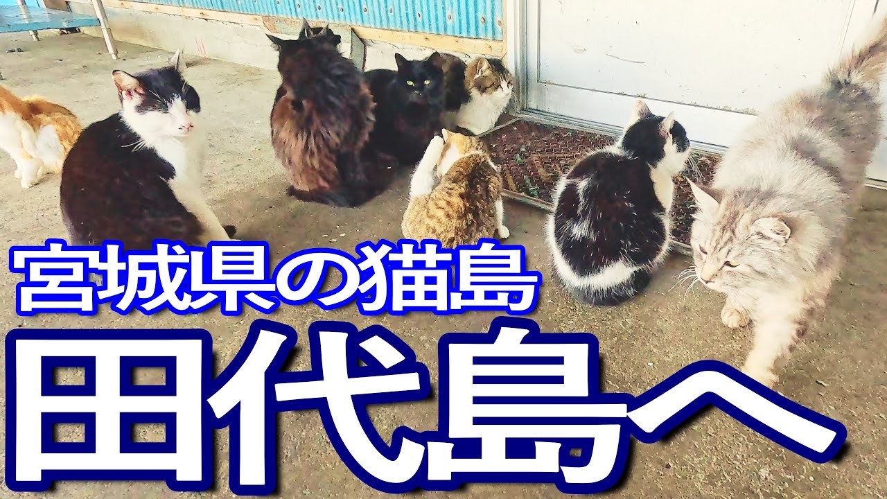 宮城ゆる旅　東北の猫の島！田代島に上陸し猫たちと触れ合って島を満喫
