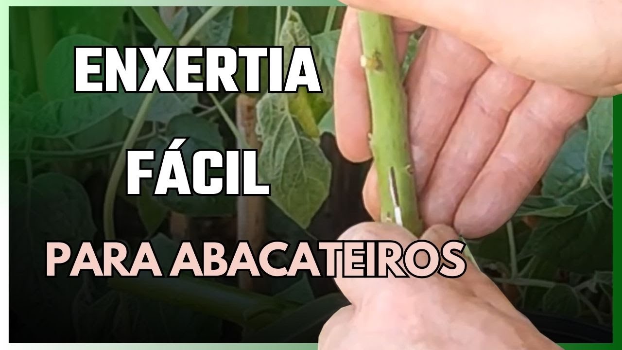 Borbulha T Invertido em Abacateiro &ndash; T&eacute;cnica Simples e Eficaz