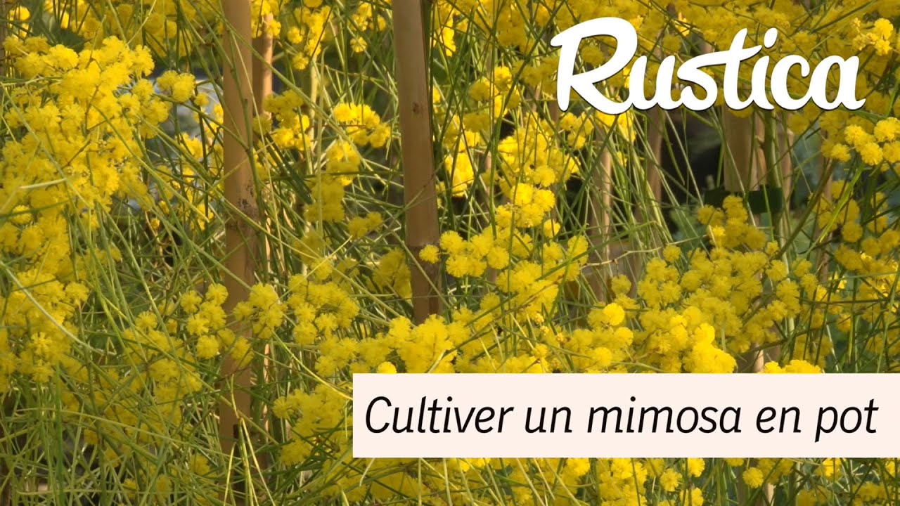 Cultiver un mimosa en pot