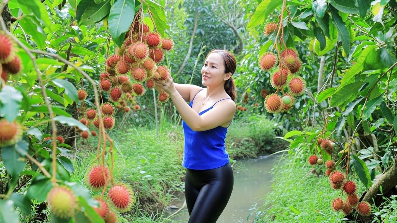 Harvesting Fresh Rambutans to Sell at the Local Market | Emma Daily Life