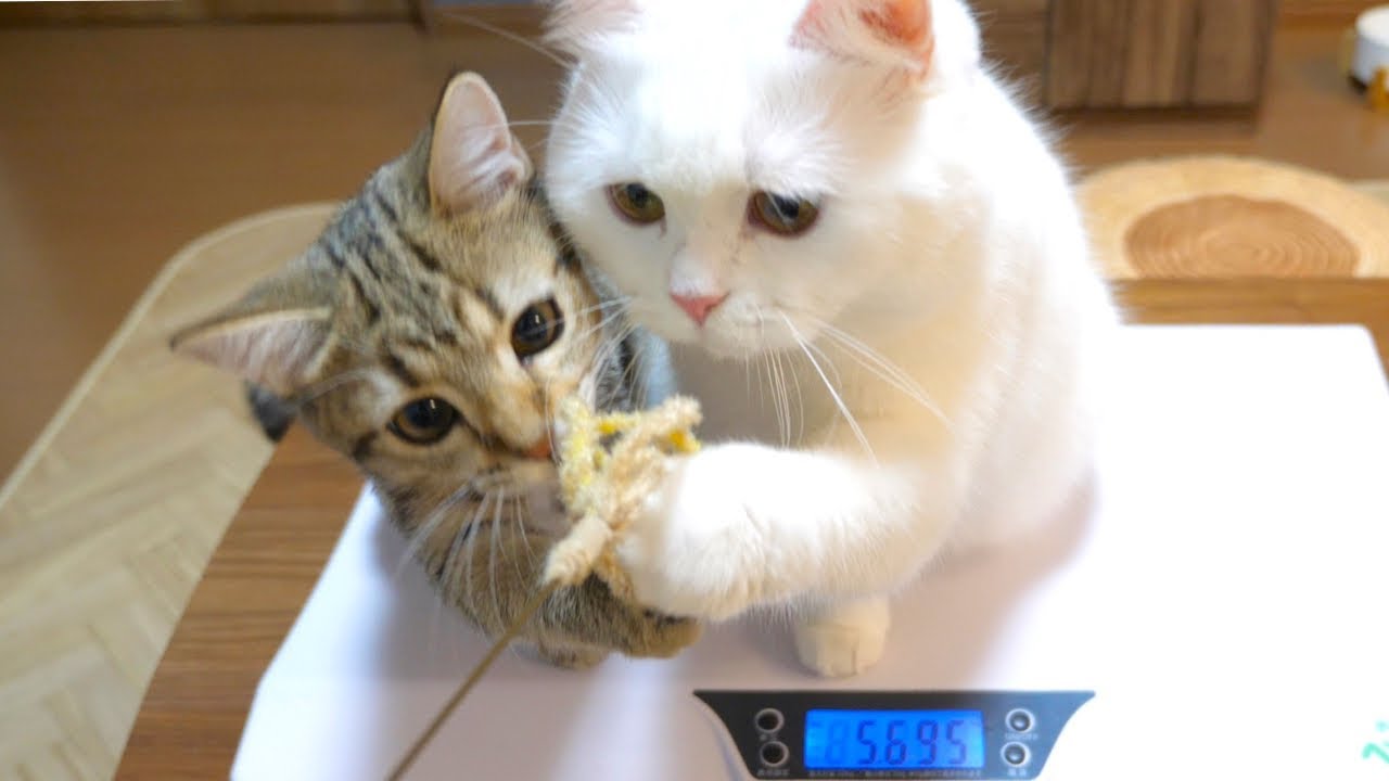 ふたりで仲良く体重を量ってる姿が可愛いすぎた…！