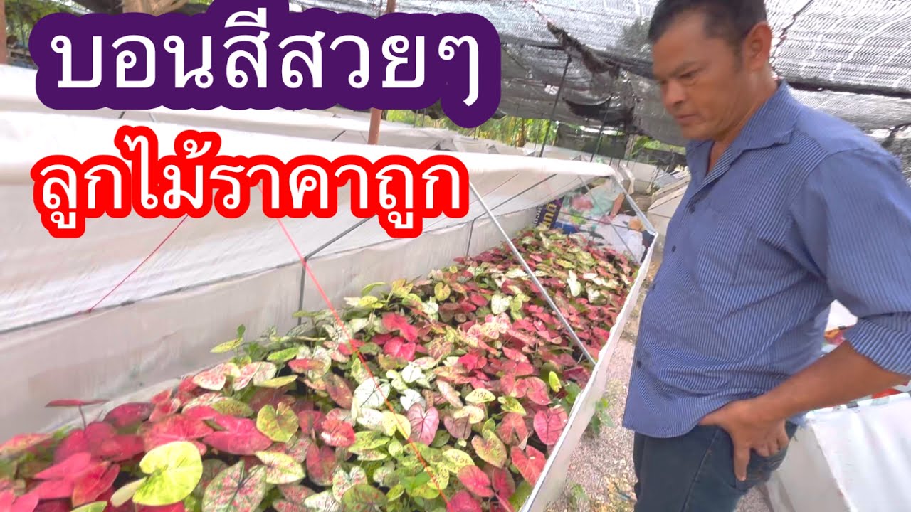 บอนสีสวยๆราคาถูก