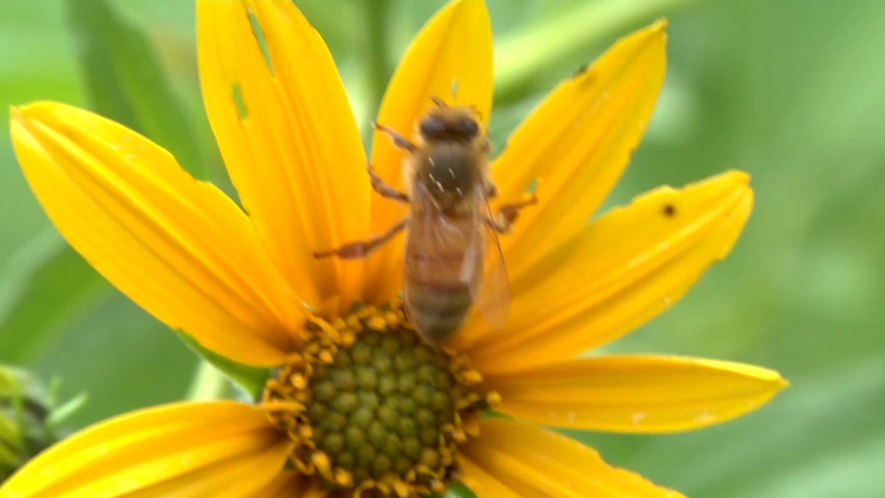 AMETEK Vision Research Bees In Slow Motion