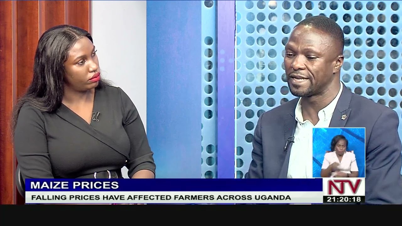 Falling maize prices have affected farmers across Uganda