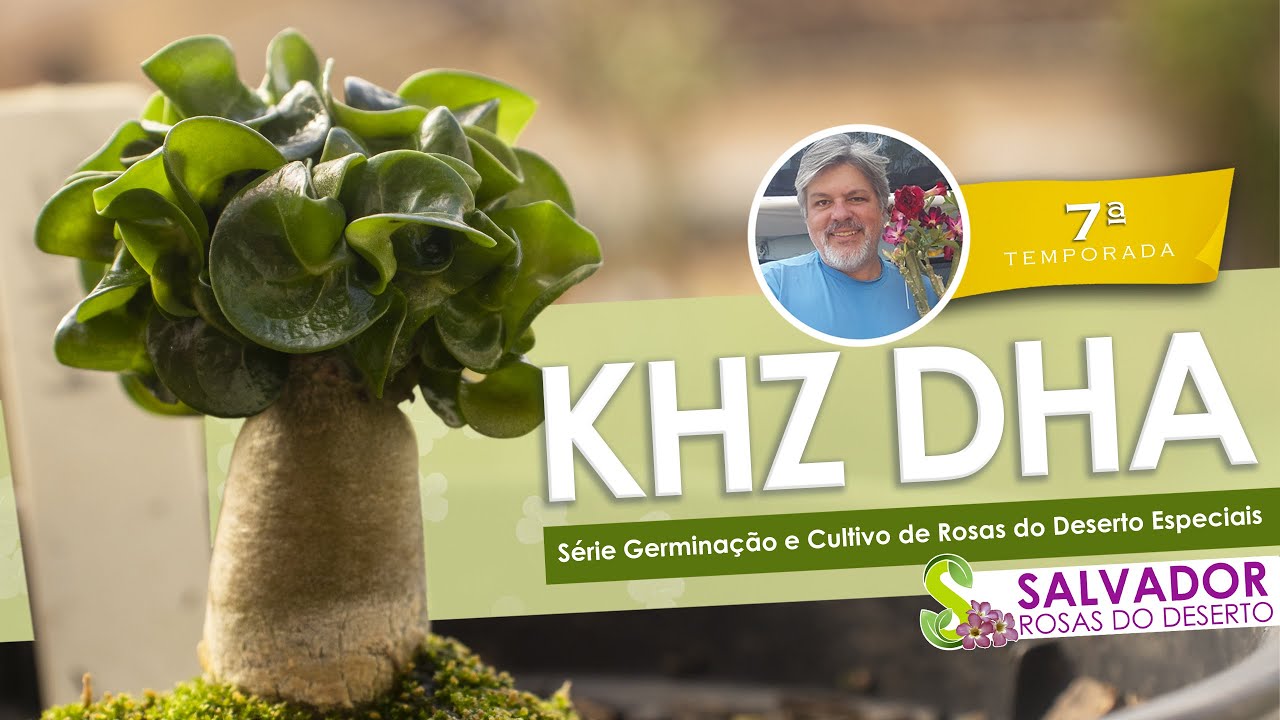 KHZ DHA NOSSA ROSA DO DESERTO EM MINIATURA VOCÊ CONHECE SE SURPREENDER COM O TAMANHO DELA