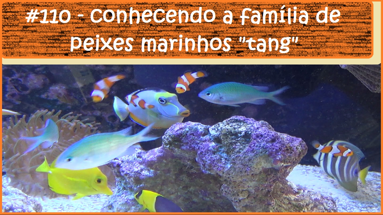 Conhecendo a família de peixes Tang
