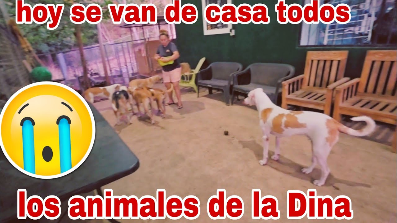 Hoy se van de casa todos los animales de la Dina 😭😱