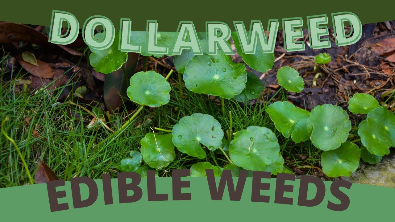 🌱🍄✨ It's Time to Open Up About Dollarweed 