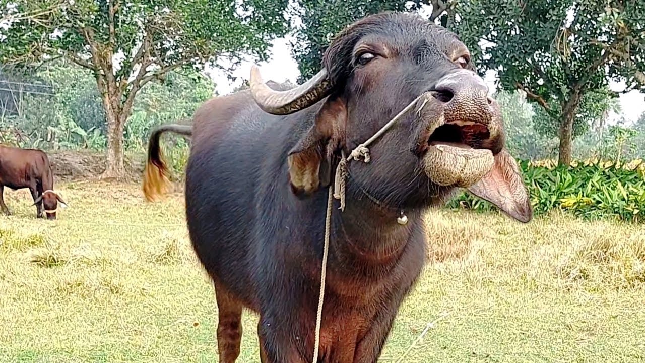 Buffalo Sound By Tobibul (Animal Sounds)