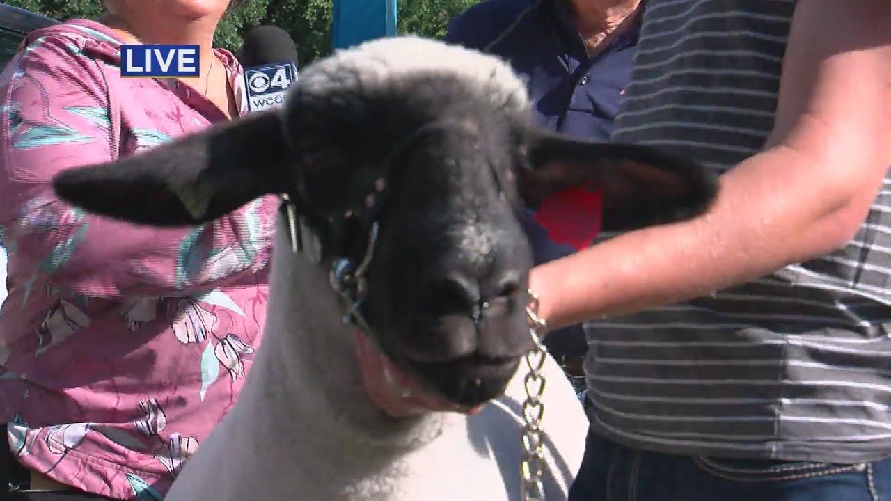 An Inside Look At The State Fair's 'Baa Booth'