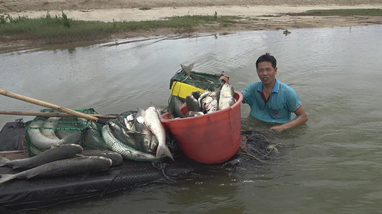 小池在大坝里抓上300斤乌头鱼，每条都是超大的，这次真的发财了