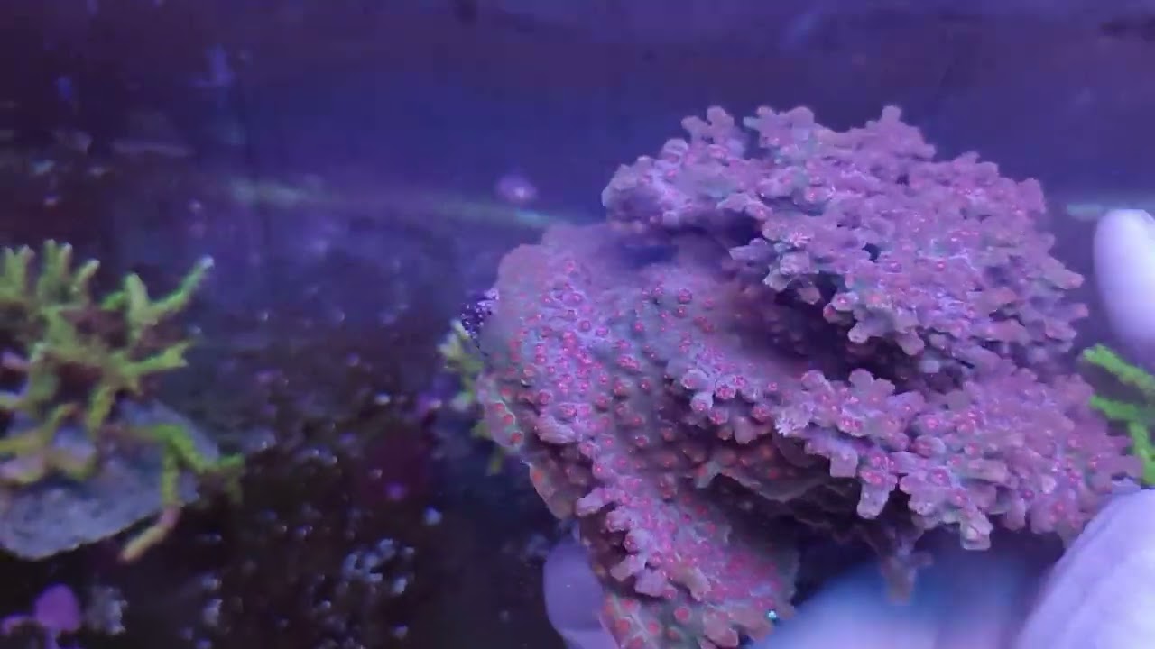 Cyphastrea decadia XL Coral gandalf