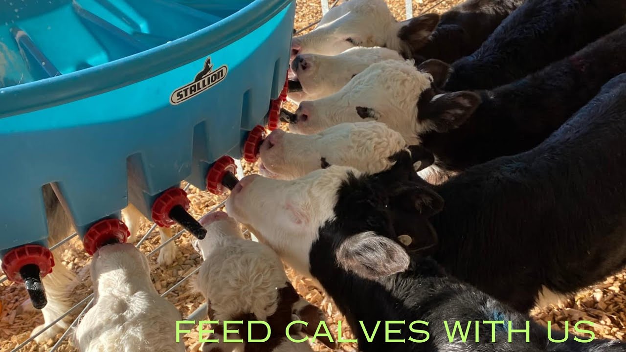 Small Scale Calf Rearing on NZ Lifestyle block