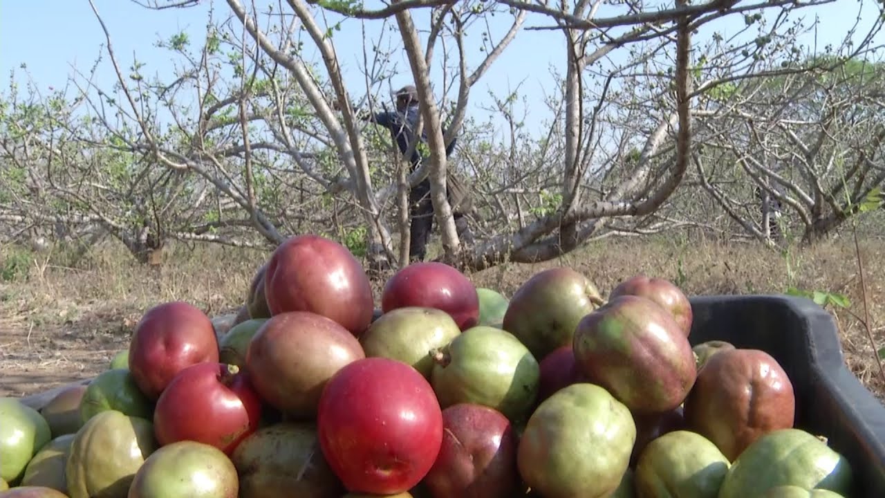 Hechos del Agro - Cosecha de jocote Barón Rojo