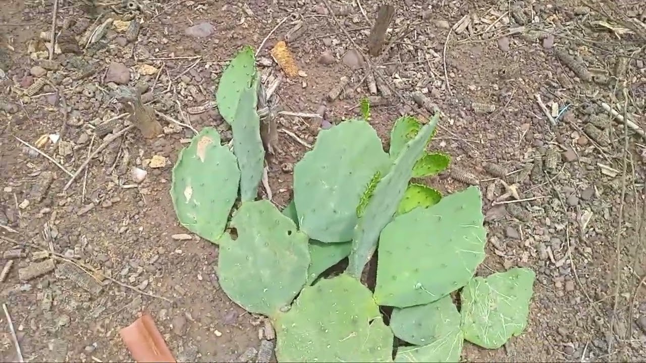 «★ Gracinha Vida Na Roça || ● Após Chuva Aqui no Sertão || ● Plantações, Animais e Barreto || ★»