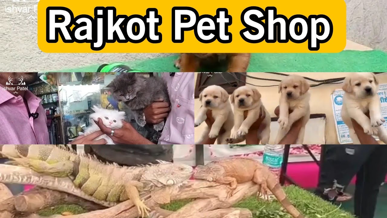 A to Z Pet Shop Rajkot|Pet shop Rajkot|Rajkot Pet Shop| Pet Shop #pets#dog#dogs#dogshorts