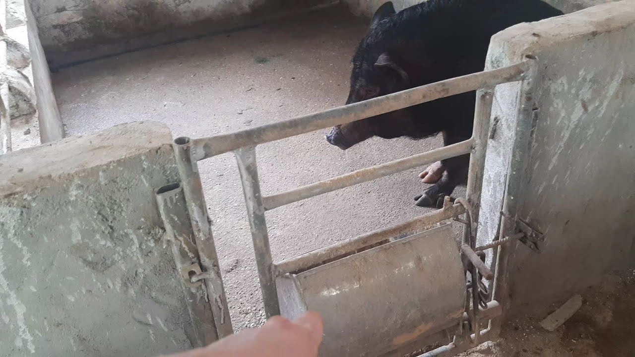 Cách làm chuồng lợn nái chuận nông hộ  , Cách thiết kế máng ăn đơn giản tiện lợi cho heo nái