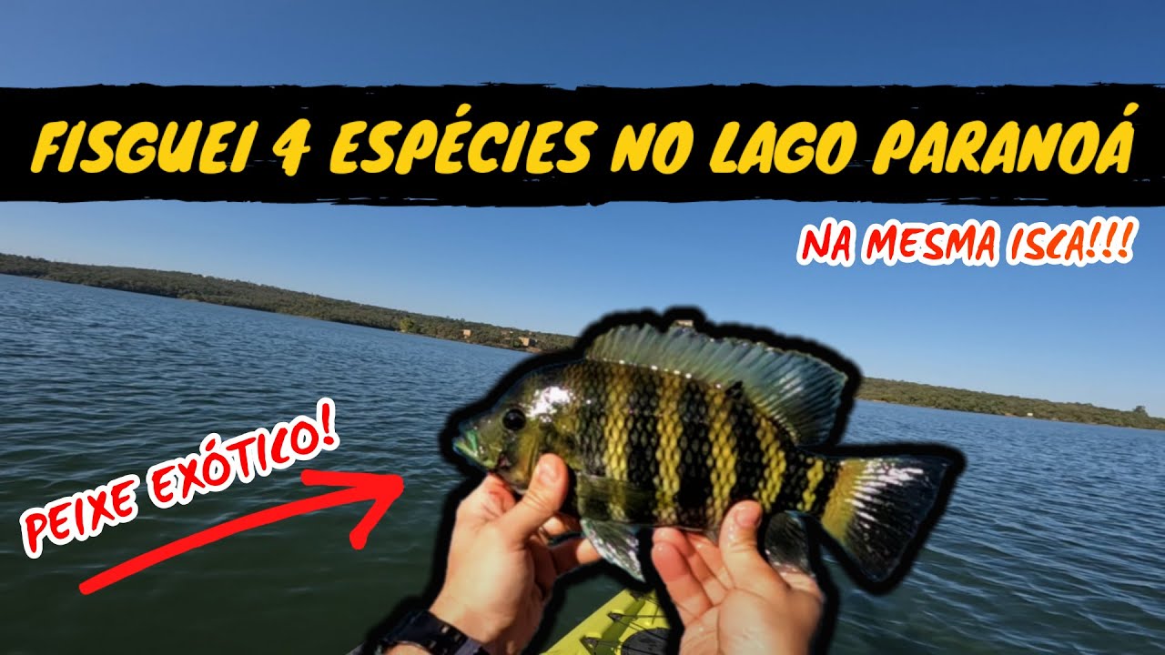Lago Paranoá e suas surpresas! 4 espécies diferentes na mesma isca!! Teve até peixe de aquário