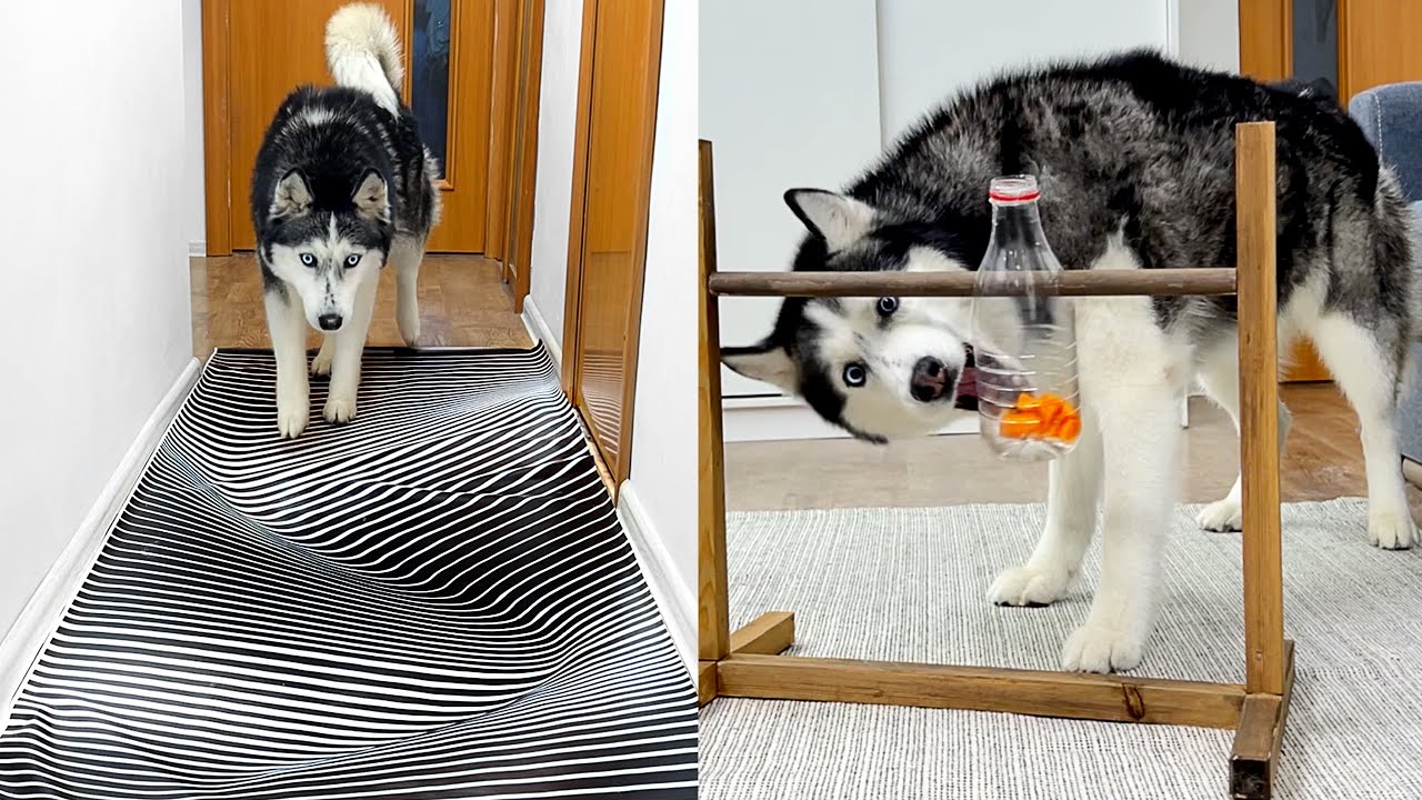 The Funniest Moments With Husky Yuki | Funny Dog Challenge