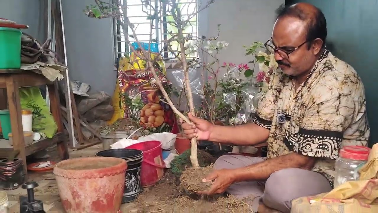জবা গাছের রিপট এবং কেমন খাবার দিলে আপনি অজস্র ফুল পেতে পারেন #রিপট#জবাগাছ#sanjib 