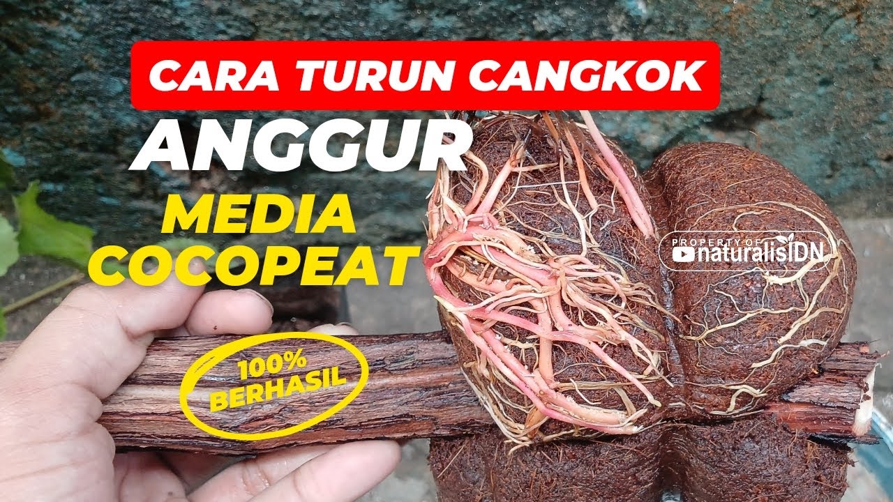 CARA TURUN CANGKOK ANGGUR | BELAJAR | NATURALISIDN