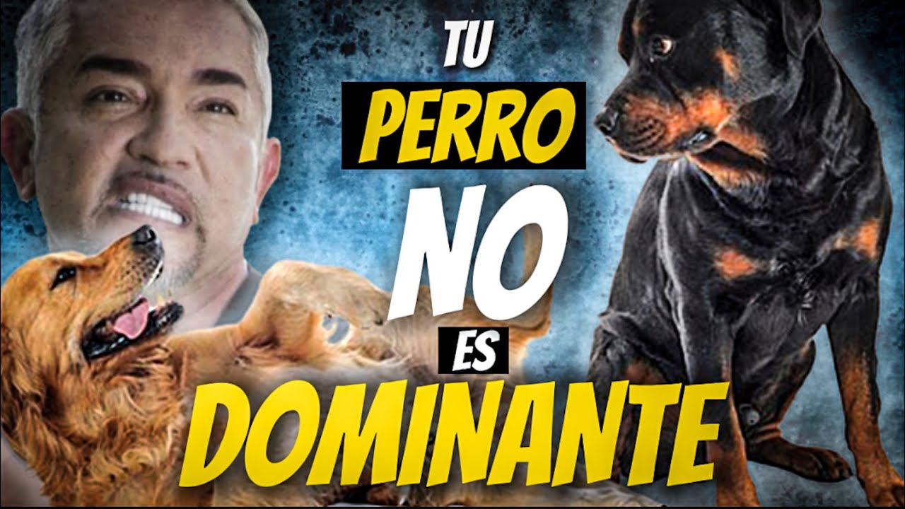 TE CUENTO POR QUE TU PERRO NO ES DOMINANTE