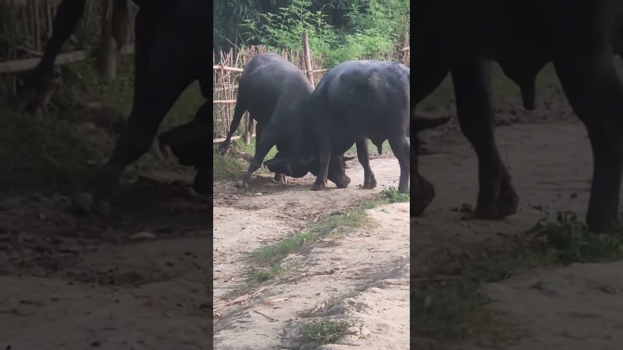 Buffalo Battle Royale: Village life buffalo fighting