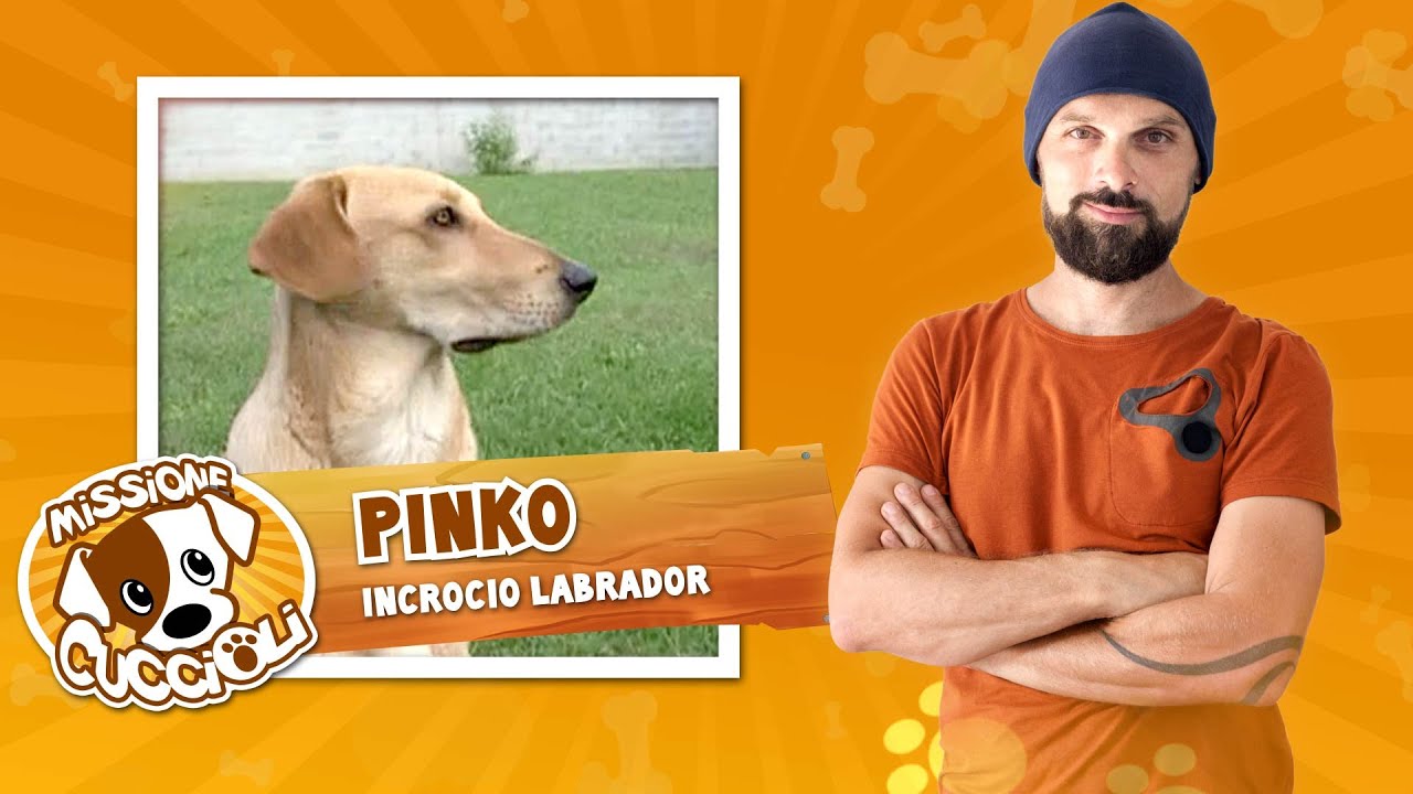 MISSIONE CUCCIOLI Stagione 2 con Simone Dalla Valle - Pinko, incrocio di labrador