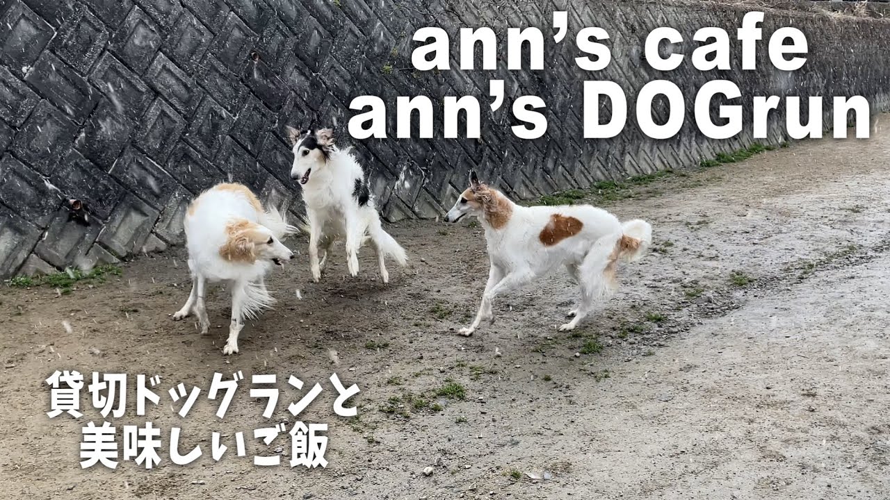 【アンズカフェとドッグラン】地面はびしょびしょ🌧それがなんだ！！雪の降る中で遊んでまいりました！