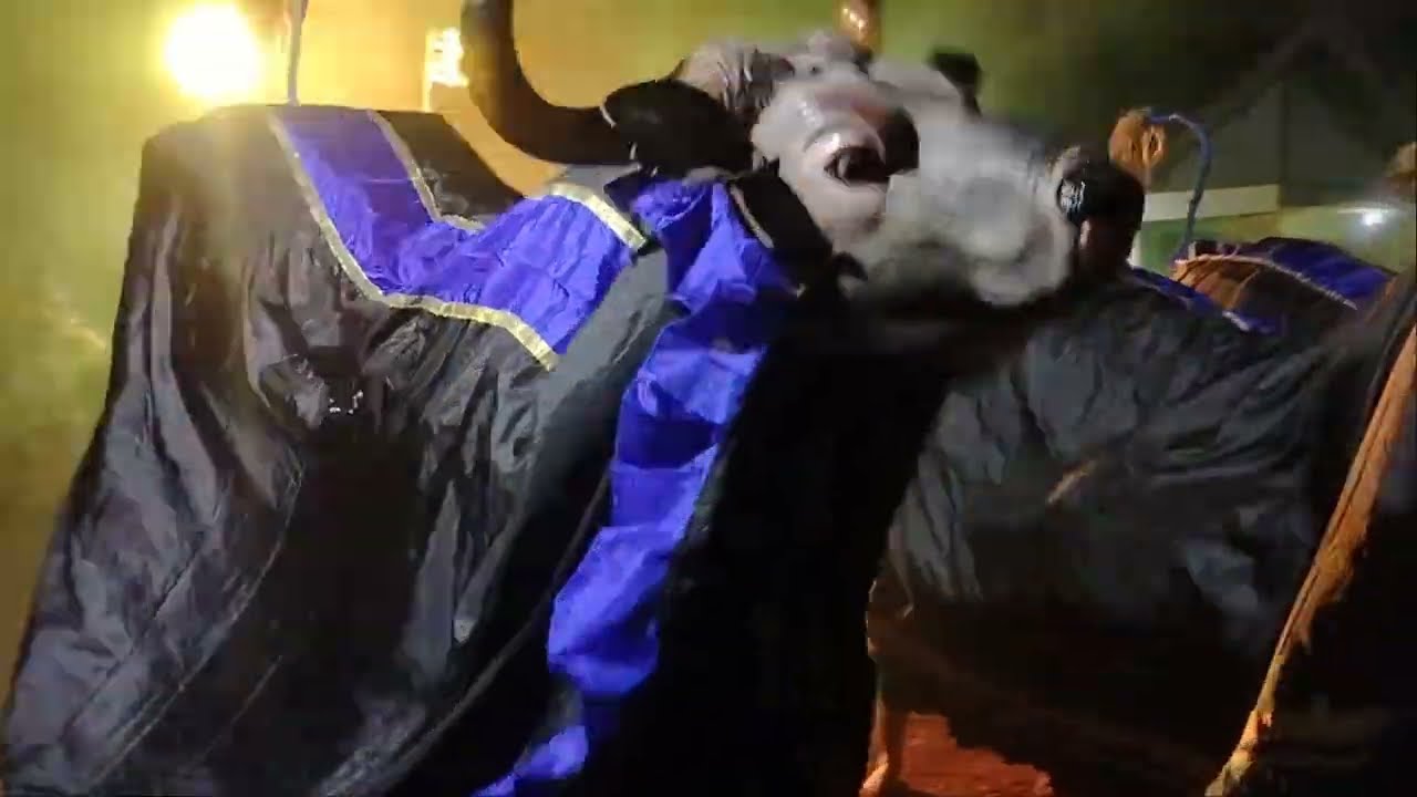 Salam Pambuko Seni Bantengan Satrio Putro Lembu