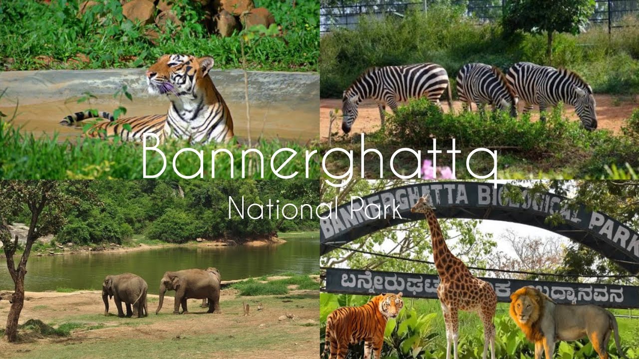 Bannerghatta National Park ☺️🐘#zoo #anmals #wildlife #travel #nature #vlog #jungle #tiger 
