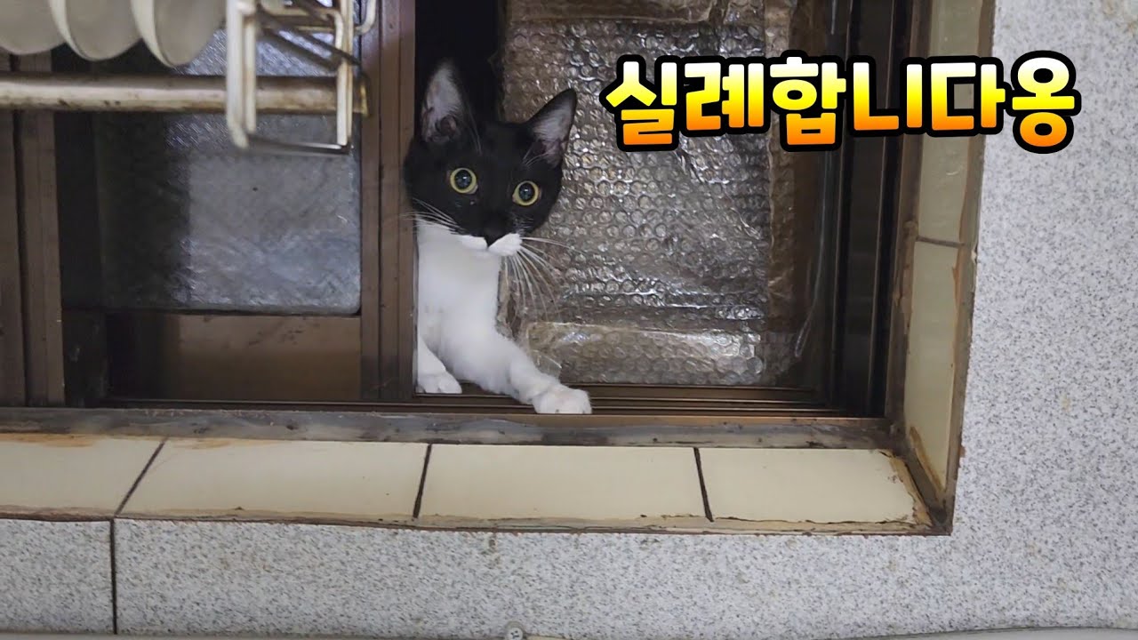 창문 열고 나갔다 열고 들어오는 고양이