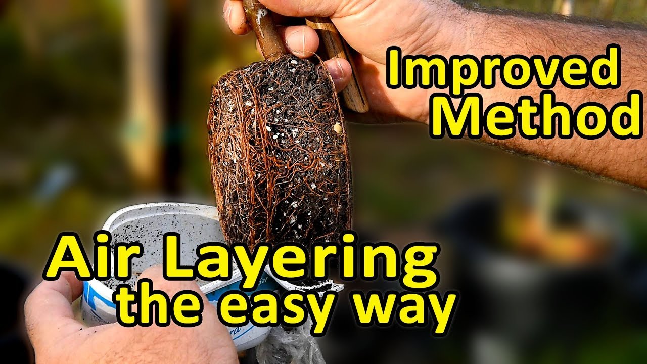 Air layering trees - Clone your fruit trees the easy way.
