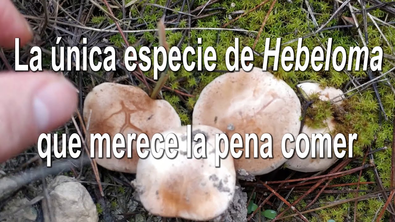 Hebeloma edurum. Seta del pino. Identificación y comestibilidad.