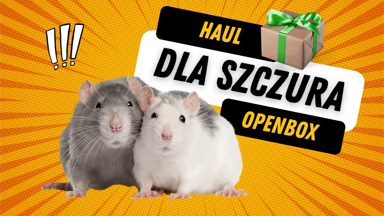 Openbox 📦 Ciekawe przysmaki & artykuły dla szczura 🐀| Szczuromania #35