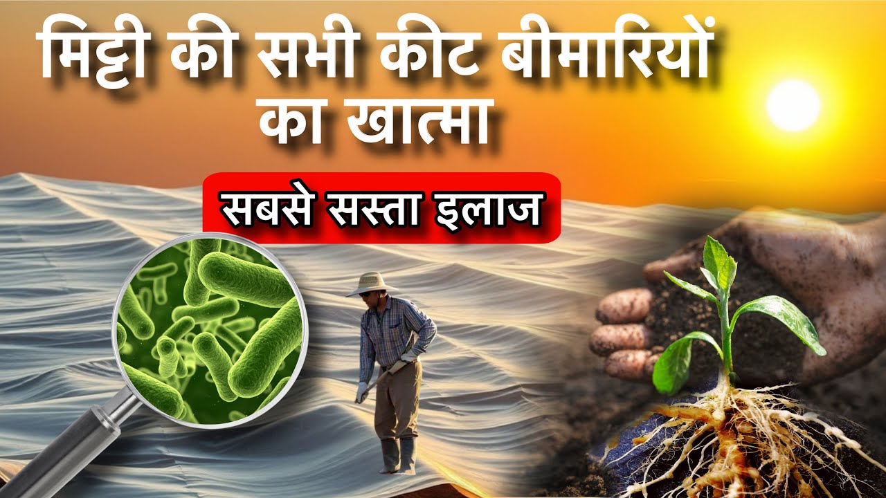 मिट्टी का सौरीकरण | मिट्टी को सस्ते में रोग मुक्त कैसे बनायें | Soil Solarization| By P C Verma