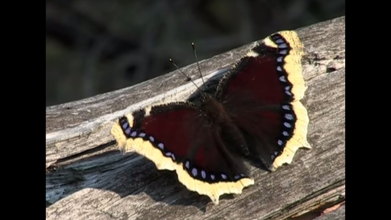 Life cycle of the Camberwell beauty (Nymphalis antiopa)
