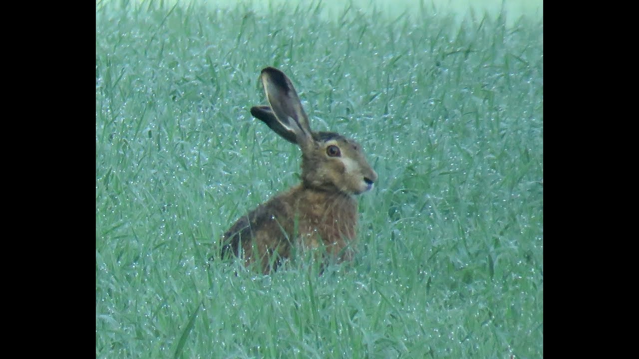 286 Zajíc polní, Lupus europaeus, Hare