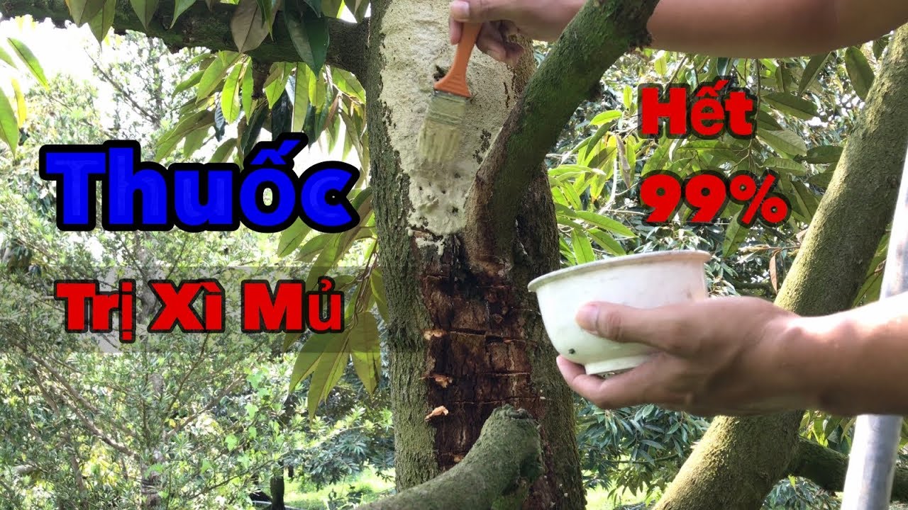 Cách Trị Bệnh Xì Mủ Sầu Riêng Hiệu Quả Nhất & Công Thức Thuốc Để Trị | Durian phytophthora