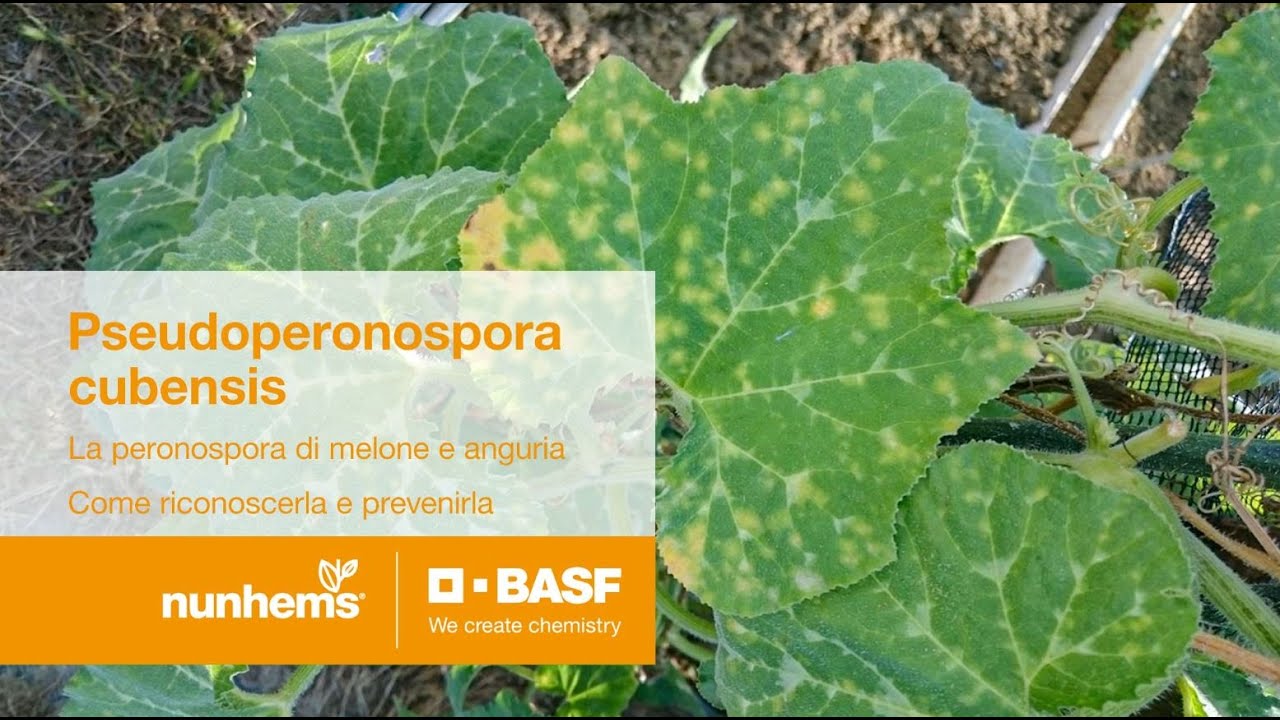 Pseudoperonospora cubensis: la peronospora di melone e anguria