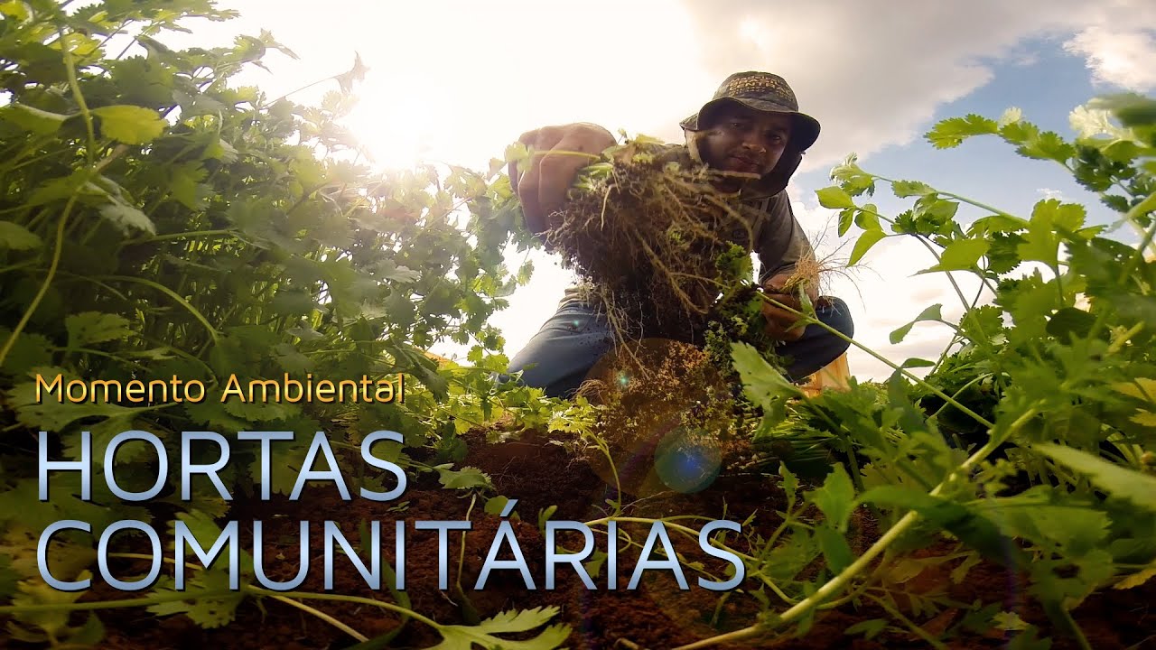 HORTAS COMUNITÁRIAS - MOMENTO AMBIENTAL