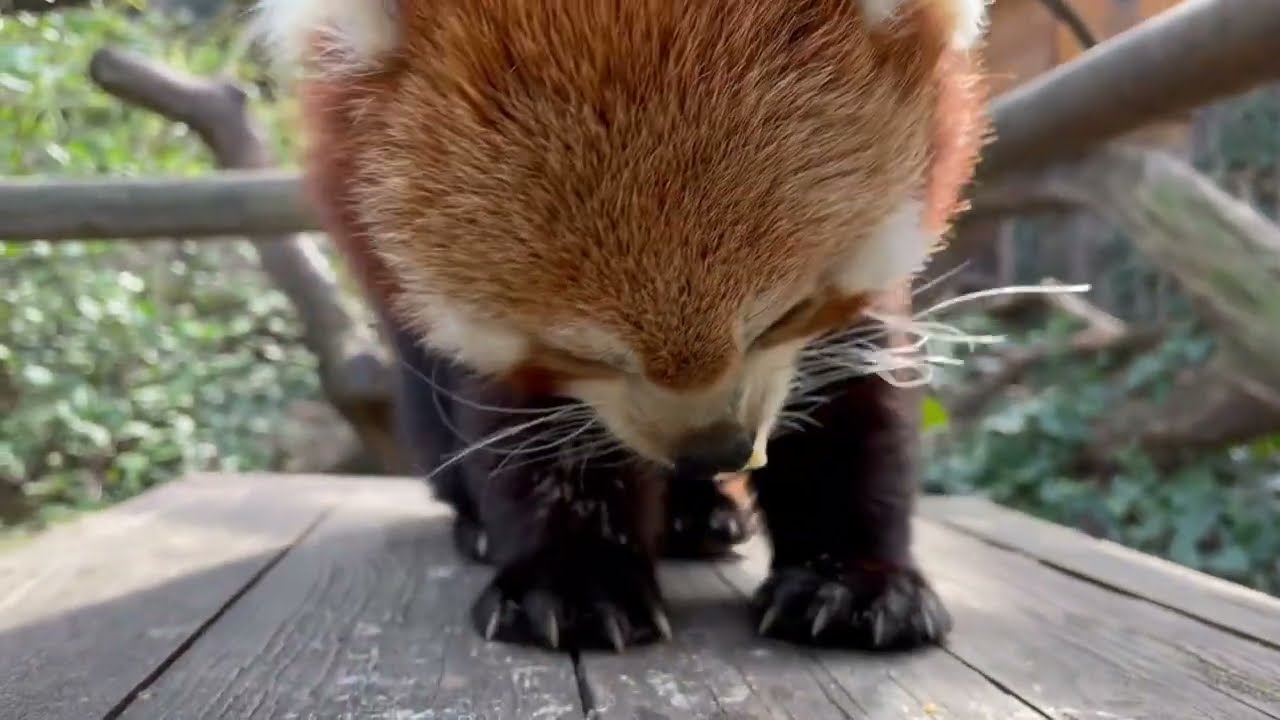 Tréning a vörös pandáknál