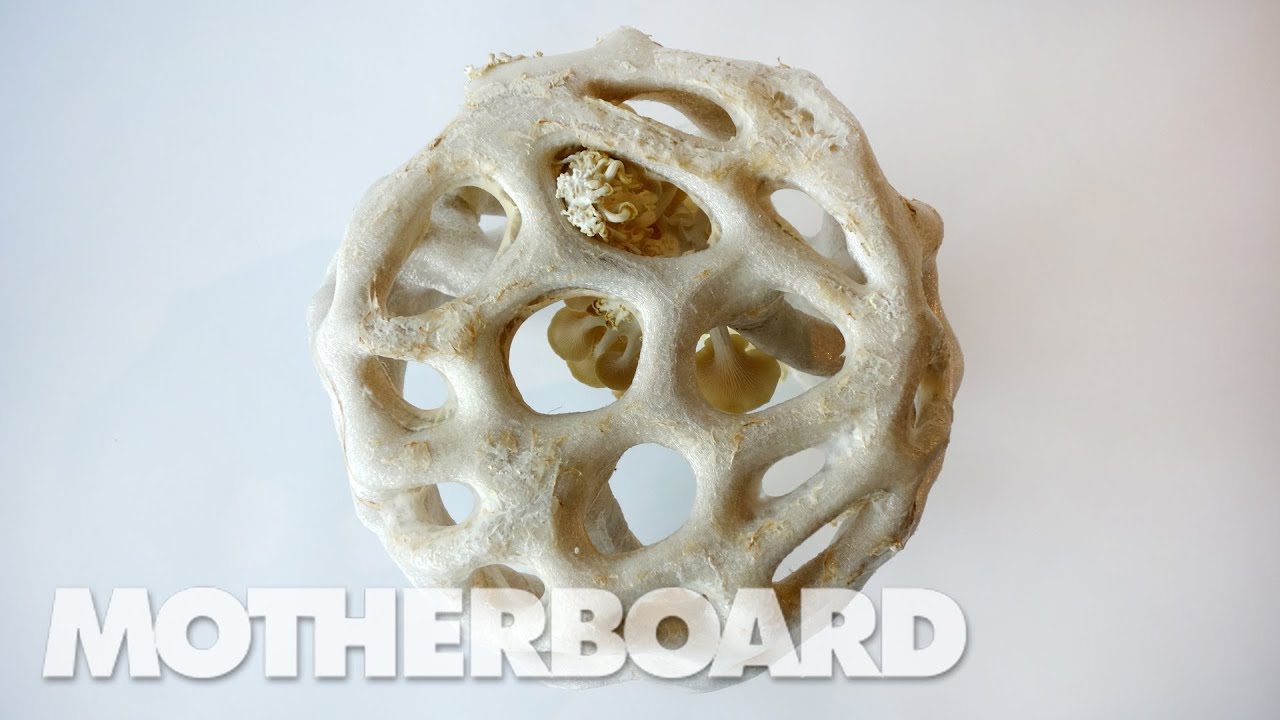 ３Ｄプリントで実現した新たな素材 菌類プラスチック