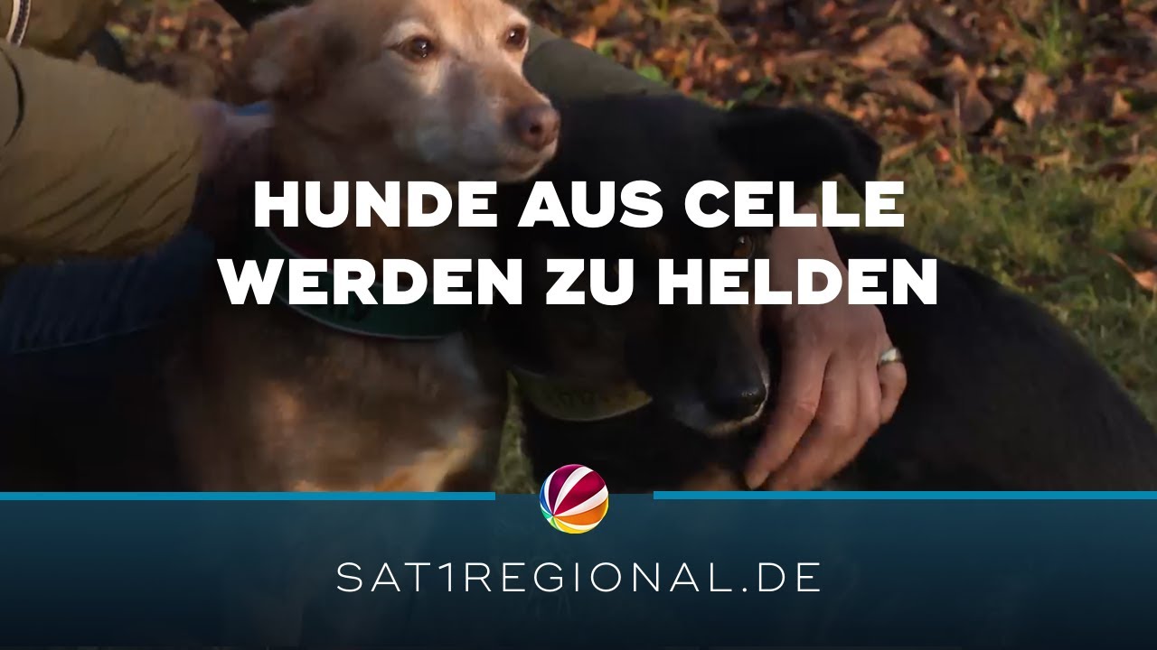 Rettung von 92-J&auml;hrigem: Hunde aus Celle werden zu Helden