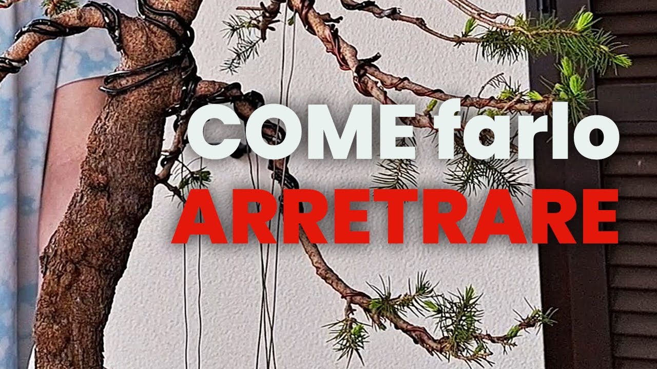 ABETE PREBONSAI: potatura di ARRETRAMENTO