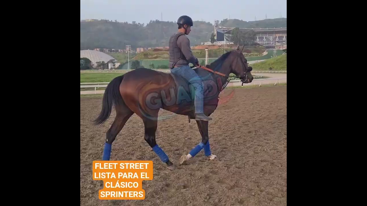 #Hipismo La excelente corredora FLEET STREET rumbo al Cl&aacute;sico Sprinters 2025.